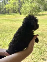 Duke, a male Miniature Schnauzer for sale in Millen, GA – 5 of 10