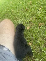Pickles, a female Schnoodle for sale in Millen, GA – 8 of 8