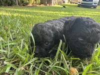 Snickers, a female Poodle - Miniature  for sale in Millen, GA – 3 of 5