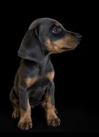 Yara, a female Doberman Pinscher for sale in Bakersfield, CA – 3 of 3