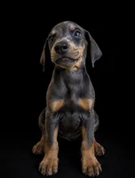 Yara, a female Doberman Pinscher for sale in Bakersfield, CA – 2 of 3
