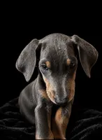 Yara, a female Doberman Pinscher for sale in Bakersfield, CA – 1 of 3