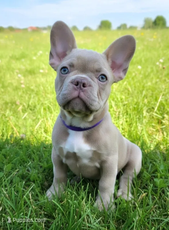 Purple Collar – French Bulldog puppy for sale in Poulsbo, WA
