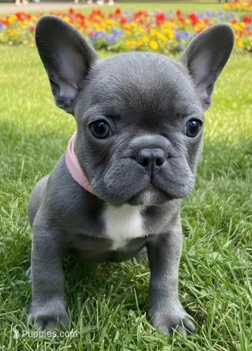 Light Pink Collar – French Bulldog puppy for sale in Poulsbo, WA