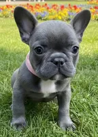Light Pink Collar, a female French Bulldog for sale in Poulsbo, WA – 1 of 1