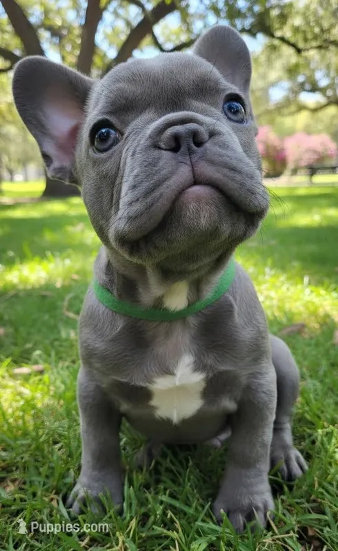 Dark Green Collar – French Bulldog puppy for sale in Poulsbo, WA