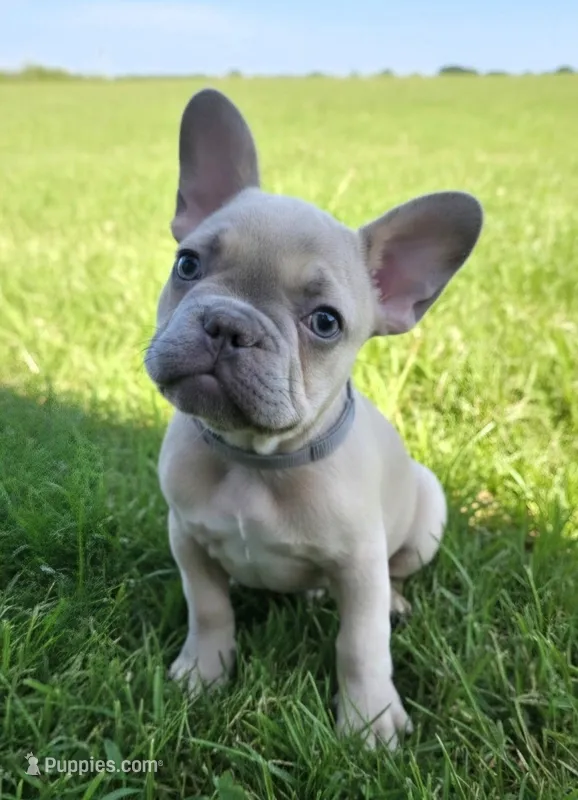 Gray Collar – French Bulldog puppy for sale in Poulsbo, WA