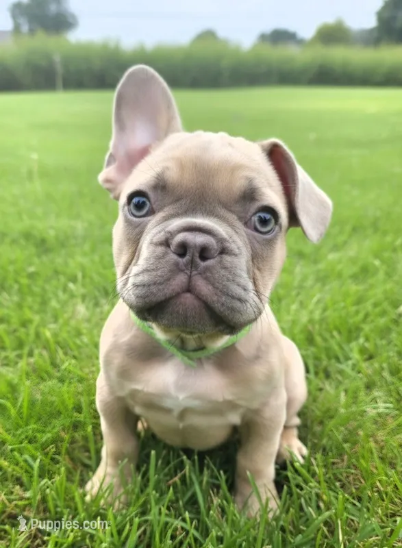Light Green Collar – French Bulldog puppy for sale in Poulsbo, WA