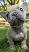 Gray Collar, a male French Bulldog for sale in Poulsbo, WA – 1 of 1