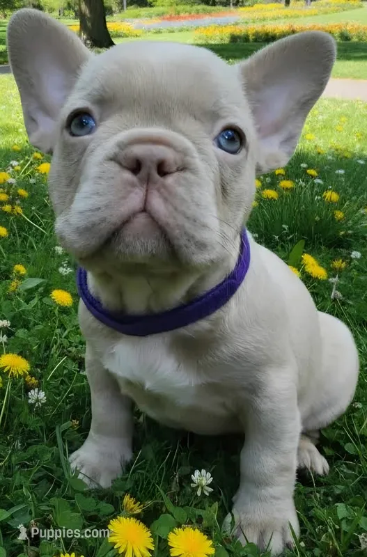Purple Collar – French Bulldog puppy for sale in Poulsbo, WA