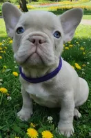 Purple Collar, a female French Bulldog for sale in Poulsbo, WA – 1 of 1