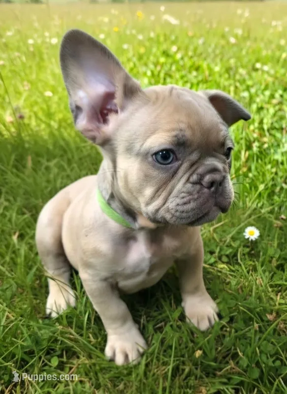 Light Green Collar – French Bulldog puppy for sale in Poulsbo, WA