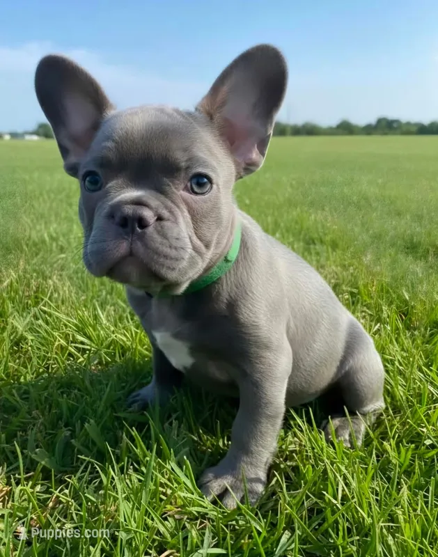 Dark Green Collar – French Bulldog puppy for sale in Poulsbo, WA