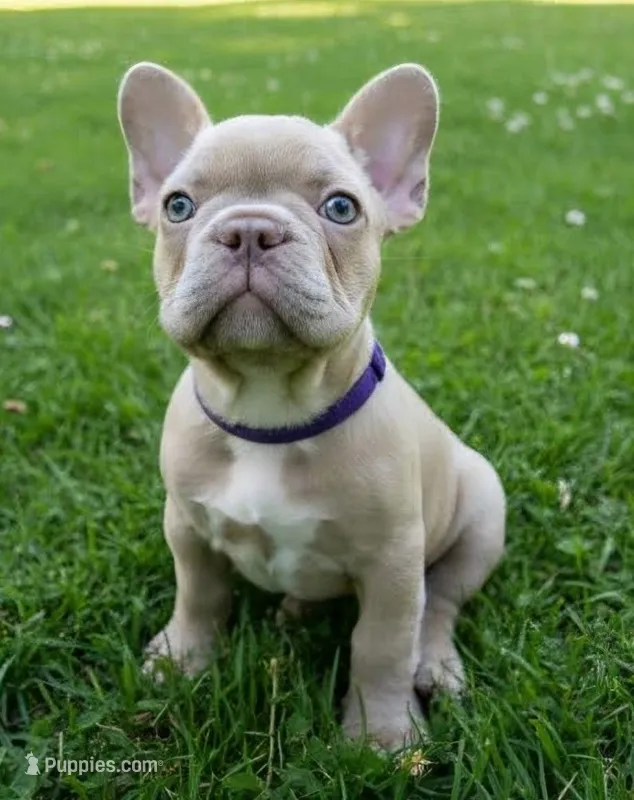 Purple Collar – French Bulldog puppy for sale in Poulsbo, WA
