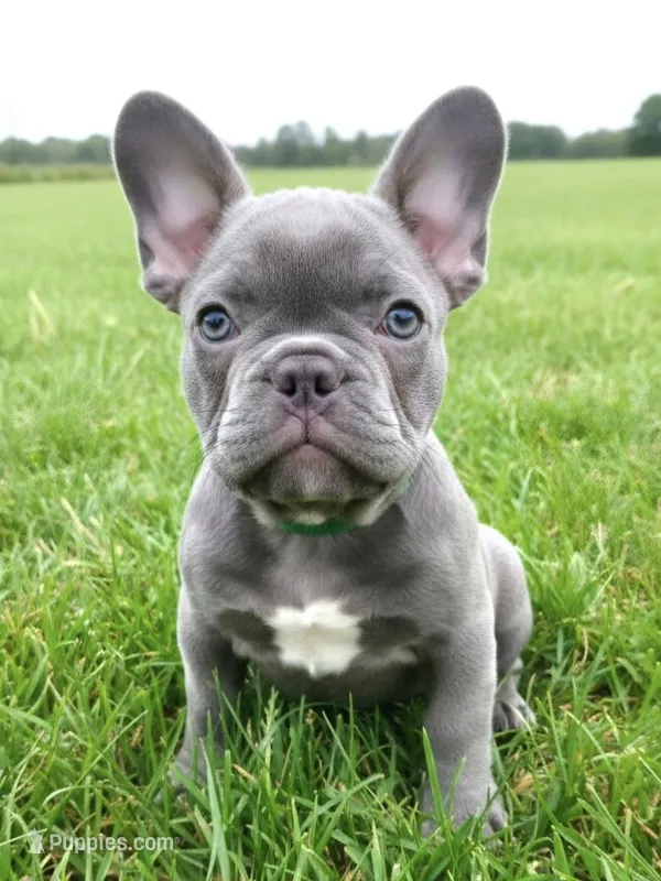 Dark Green Collar – French Bulldog puppy for sale in Poulsbo, WA