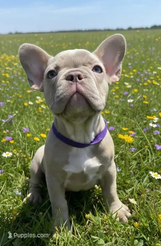 Purple Collar – French Bulldog puppy for sale in Poulsbo, WA