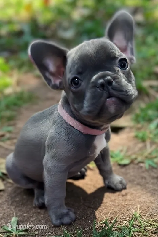 Light Pink Collar – French Bulldog puppy on hold in Poulsbo, WA