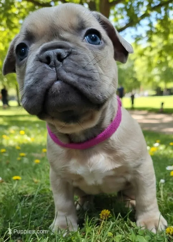 Dark Pink Collar – French Bulldog puppy for sale in Poulsbo, WA