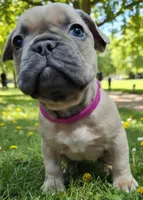 Dark Pink Collar, a female French Bulldog for sale in Poulsbo, WA – 1 of 1
