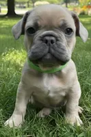 Light Green Collar, a male French Bulldog for sale in Poulsbo, WA – 1 of 1