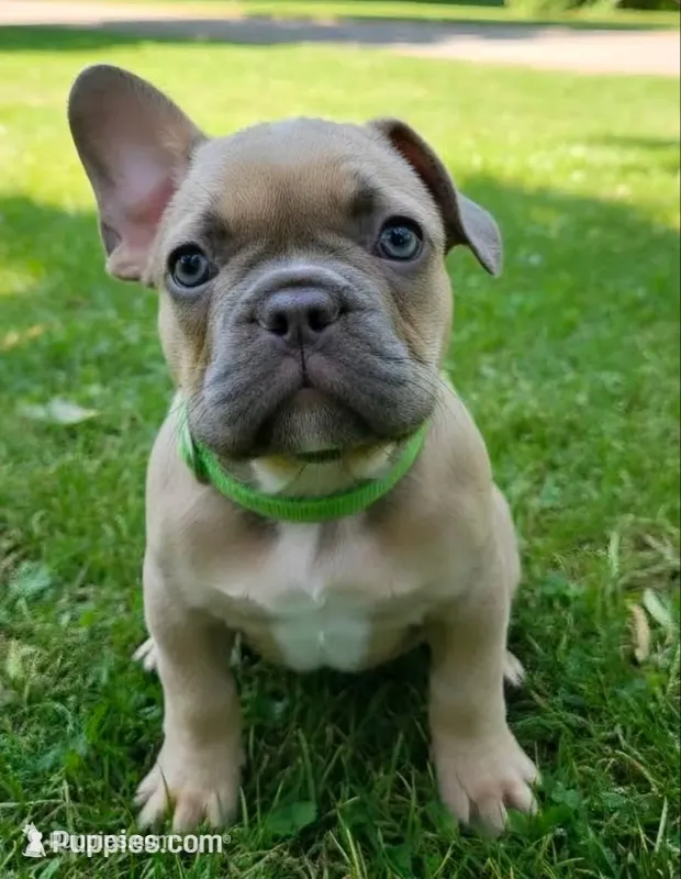 Light Green Collar – French Bulldog puppy for sale in Poulsbo, WA