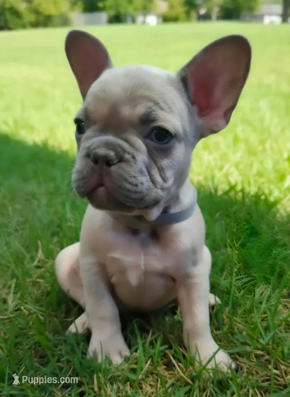 Gray Collar – French Bulldog puppy for sale in Poulsbo, WA
