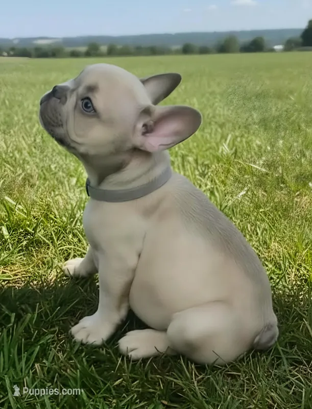 Gray Collar – French Bulldog puppy for sale in Poulsbo, WA