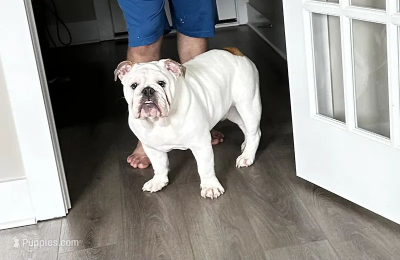 Rocco – English Bulldog puppy for sale in Gallatin, TN