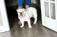 Rocco, a male English Bulldog for sale in Gallatin, TN – 1 of 5
