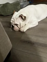 Rocco, a male English Bulldog for sale in Gallatin, TN – 3 of 5