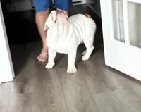 Rocco, a male English Bulldog for sale in Gallatin, TN – 2 of 5