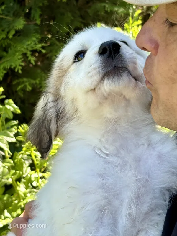 Cookie dough  – Great Pyrenees puppy for sale in Dixmont, ME
