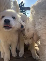 Snowball, a female Great Pyrenees for sale in Dixmont, ME – 2 of 5