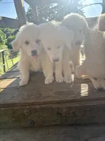 Snowball, a female Great Pyrenees for sale in Dixmont, ME – 3 of 5