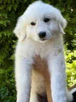 Baxter, a male Great Pyrenees for sale in Dixmont, ME – 6 of 6