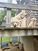 Snowball, a female Great Pyrenees for sale in Dixmont, ME – 5 of 5