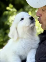 Baxter, a male Great Pyrenees for sale in Dixmont, ME – 1 of 6