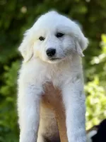 Baxter, a male Great Pyrenees for sale in Dixmont, ME – 2 of 6