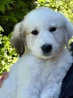 Cookie dough , a female Great Pyrenees for sale in Dixmont, ME – 2 of 4