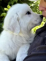 Baxter, a male Great Pyrenees for sale in Dixmont, ME – 4 of 6