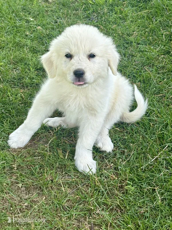 Snowball – Great Pyrenees puppy for sale in Dixmont, ME