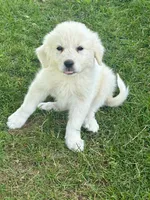 Snowball, a female Great Pyrenees for sale in Dixmont, ME – 1 of 5