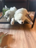 Snowball, a female Great Pyrenees for sale in Dixmont, ME – 4 of 5