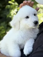 Baxter, a male Great Pyrenees for sale in Dixmont, ME – 5 of 6