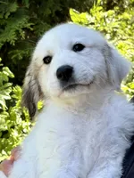 Cookie dough , a female Great Pyrenees for sale in Dixmont, ME – 4 of 4