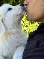 Baxter, a male Great Pyrenees for sale in Dixmont, ME – 3 of 6