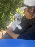Cookie dough , a female Great Pyrenees for sale in Dixmont, ME – 3 of 4