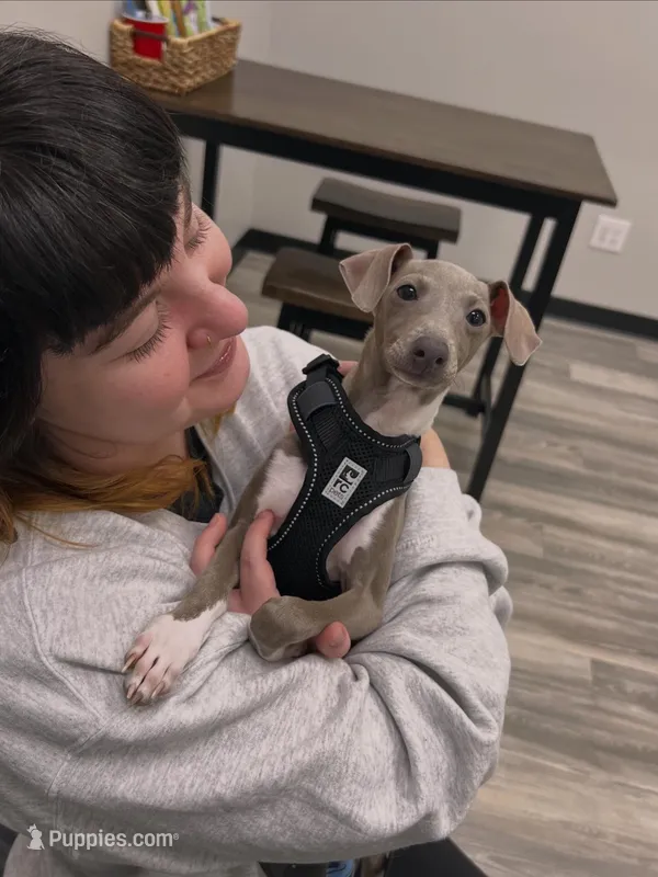 Spike – Italian Greyhound puppy for sale in Columbus, OH