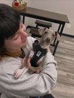 Spike, a male Italian Greyhound for sale in Columbus, OH – 1 of 2