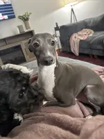 Nando, a male Italian Greyhound for sale in Columbus, OH – 2 of 2